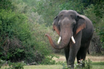காட்டு யானைத் தாக்குதலில் நபர் ஒருவர் உயிரிழப்பு