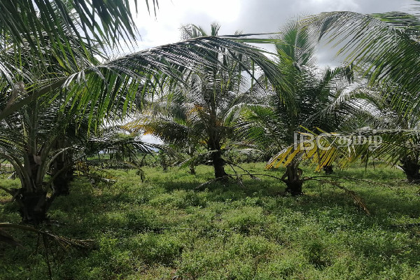 தமிழர் பிரதேசத்தில் அதிகரிக்கும் காட்டு யானைகளின் அட்டகாசம் | Trinco Increasing Elephant Poaching தமிழர் பிரதேசத்தில் அதிகரிக்கும் காட்டு யானைகளின் அட்டகாசம் | Trinco Increasing Elephant Poaching