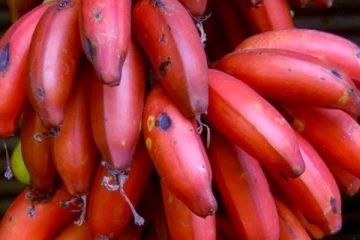 செவ்வாழையில் இத்தனை நன்மையா?