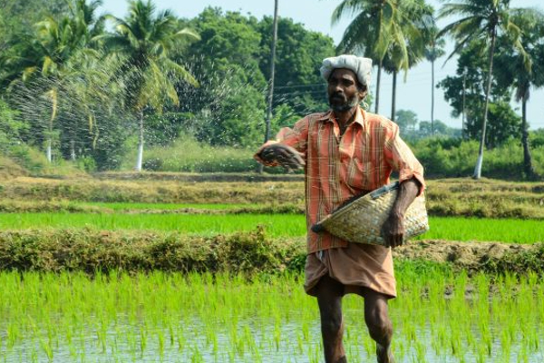 விவசாயிகளின் வங்கிக்கணக்குகளில் வைப்புச் செய்யப்படவுள்ள பணம்; விவசாய அமைச்சு! | Deposit Money Farmers Account Sri Lanka Government