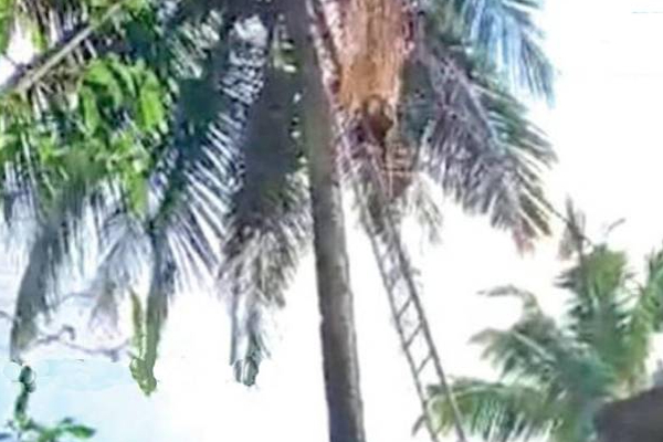யாழில் 5 பிள்ளைகளின் தந்தைக்கு நேர்ந்த துயரம்! சோகத்தில் குடும்பம் | Jaffna Falling Down From The Tree Family Man Death