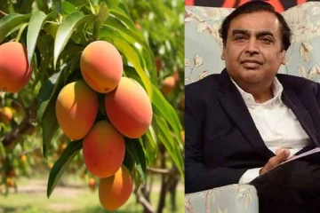 உலகின் மிகப்பெரிய மாம்பழ ஏற்றுமதியாளர்... முகேஷ் அம்பானியின் அறியப்படாத தொழில்: அதன் பின்னணி