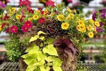 கனடாவில் தாவர திருட்டுச் சம்பவங்களின் எண்ணிக்கை அதிகரிப்பு