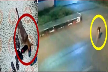 காலணியை பார்த்ததும் திருடனாக மாறிய நாய்: அதுவும் பிடித்த கலர் தான்...