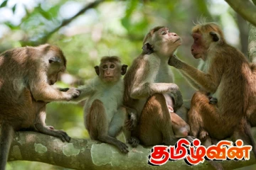 குரங்குகளிடையே வேகமாக பரவும் ஒரு வகை நோய்: வெளியாகியுள்ள தகவல்