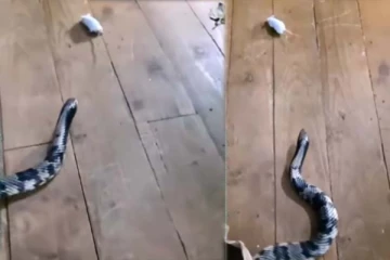 பாம்பிற்கு இரையாகாமல் தப்பிக்கும் எலி... இறுதியில் என்ன நடந்தது?