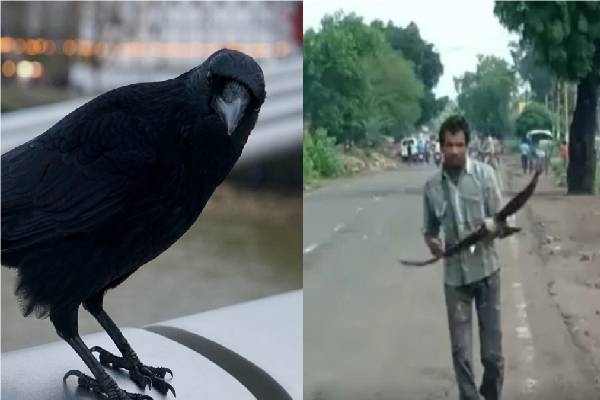 காக்கா கிட்ட வம்பு வச்சிக்காதிங்க! 20 வருடங்களுக்கு பகையை மறக்காதா? அதிரவைத்த ஆய்வு தகவல் | Do Crows Come Back For Revenge