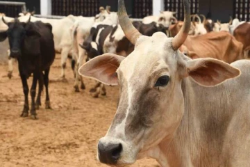 வவுனியா ஓமந்தையில் மாடு வாங்க சென்றவருக்கு நேர்ந்த அதிர்ச்சி சம்பவம்!