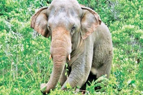 தமிழர் பகுதியில் பெரும் துயர சம்பவம்... பரிதாபமாக உயிரிழந்த பெண்! | Vavuniya Wild Elephant Attacked Woman Died