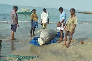மன்னார் வளைகுடா கடல் பகுதியில் கரையொதுங்கிய கடல் பசு! (Photos)