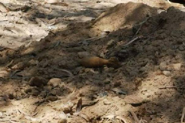 மட்டக்களப்பு பகுதியில் மீட்கப்பட்ட அபாயகரமான பொருட்கள்! | Batticaloa Explosives Motor Shells Recovered