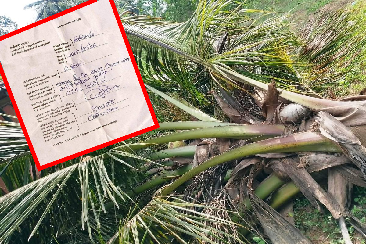 மனைவி விவாகரத்து கோரியதால் காய்க்கும் தென்னைகளை வெட்டிய கிளிநொச்சி கணவன் | Kilinochchi Husband Cuts Trees Wife Divorce