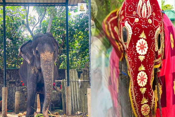 76 வயது மெனிகா யானை உயிரிழந்தது | Bellanwila Temple 76 Year Old Elephant Manika Dies