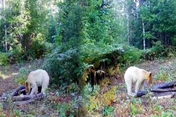 அதிசய கரடி உயிரிழப்பு! கண்டுபிடிப்பின் போது நடந்த சோகம்!