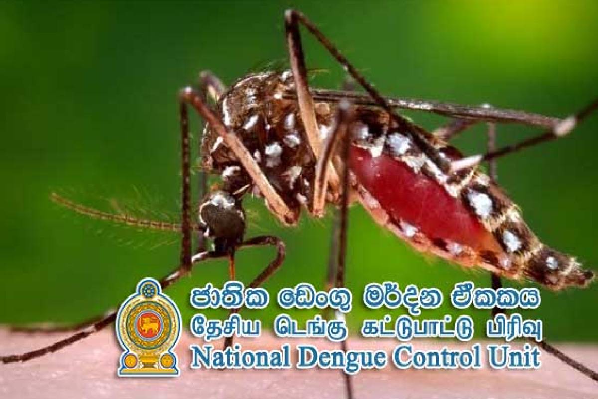 நாட்டில் டெங்கு பரவல் தீவிரம் ; நாளொன்றுக்கு ஆயிரம் பேர் வரை பாதிப்பு | Dengue Affects Up To A Thousand People Per Day