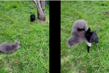 பவர் ரேஞ்சர்ஸ் ஸ்டைலில் சண்டைபோட்ட பூனைகள் - வைரலாகும் வீடியோ