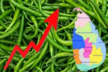 நாட்டில் 1000 ரூபாக அதிகரித்துள்ள பச்சை மிளகாயின் விலை!