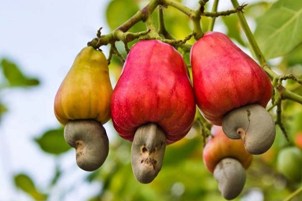 மரமுந்திரிகை விற்பனையால் இத்தனை கோடி லாபமா | So Much Profit From The Sale Of Cashews