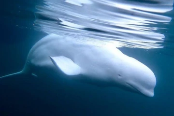 ஐரோப்பிய நாடொன்றில் இறந்த நிலையில் கண்டெடுக்கப்பட்ட ரஷ்ய உளவு திமிங்கலம்