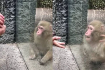 எனக்குன்னே வருவீங்களாடா.. மேஜிக் செய்து குரங்கை அலறவிட்ட நபர்! வைரல் வீடியோ