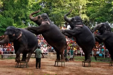 இலங்கையில்  மிருகங்களும்  உணவின்றி தவிப்பு