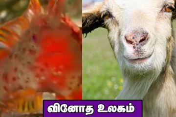 நடக்கும் திறன்கொண்ட அரியவகை மீன்! ஆட்டிற்கு மனித உருவில் பிறந்த குழந்தை..... வினோத உலகம்