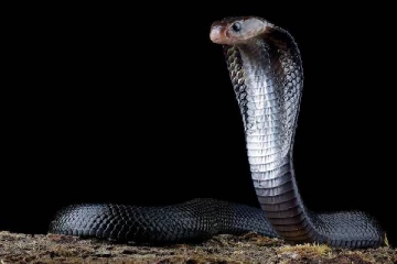 நாகப்பாம்புகளுக்கு வீட்டில் தனி அறையே கட்டி தரும் வினோதமான கிராமம் - எங்கு தெரியுமா?