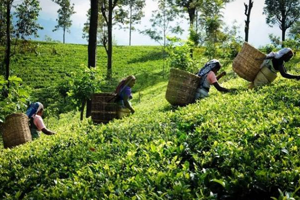 பெருந்தோட்டத் தொழிலாளர்களுக்கு மகிழ்ச்சியான தகவல்! | Good News For Plantation Workers For Diwali