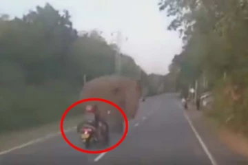 பைக்கில் குழந்தையுடன் மின்னல் வேகத்தில் வந்த பெண்! குறுக்கே வந்து யானை கொடுத்த ஷாக்