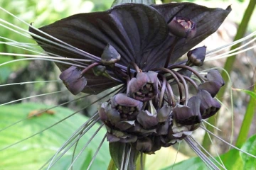 வௌவால் பூ வா? இந்த பூ பற்றி அறிந்திருக்கிறீர்களா ? இதோ ருசிகர தகவல்