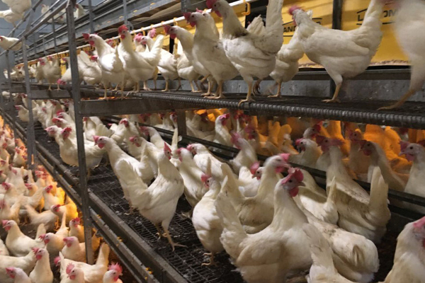 50,000 கோழிகள் கொல்ல அதிரடி நடவடிக்கை! | Action To Kill 50 000 Chickens
