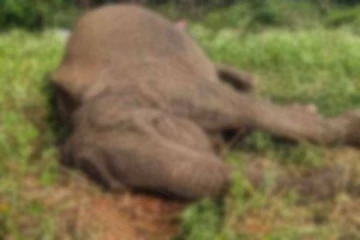 எட்டு வயது மதிக்கத்தக்க இரு காட்டு யானைகள் உயிரிழப்பு