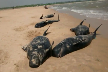 செத்து செத்து மடியும் திமிங்கிலங்கள்.... அழிவின் அறிகுறியா? மர்மத்தின் பிண்ணனி என்ன?