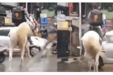கொட்டும் மழையில்..குதிரையில் ஸ்விக்கி ஊழியர் உணவு டெலிவரி - வைரலாகும் வீடியோ!