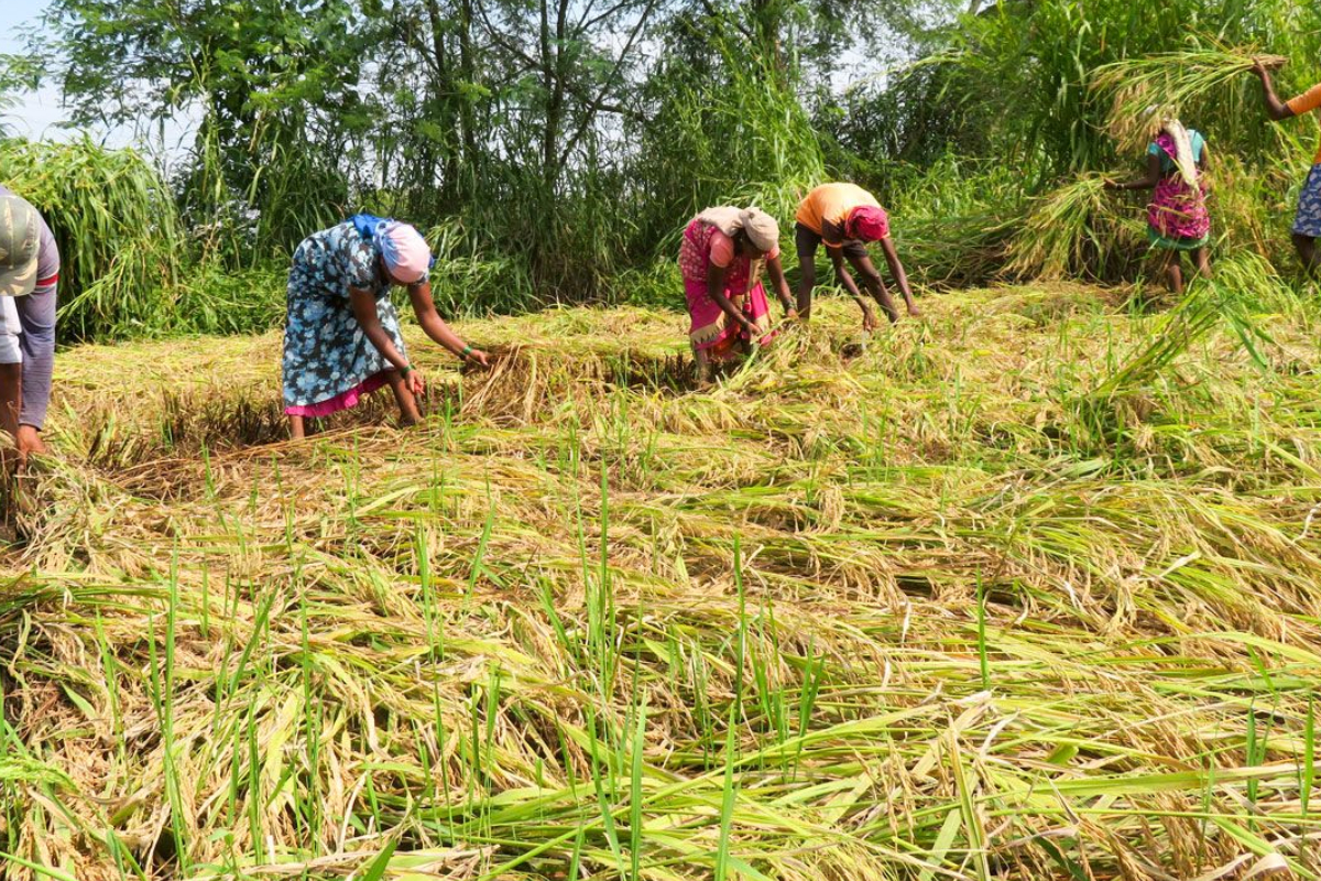நாடு முழுவதும் 143 இடங்களில் நாளை நெல் கொள்முதல் ஆரம்பம் | Rice Paddy Procurement Across The Country Tomorrow நாடு முழுவதும் 143 இடங்களில் நாளை நெல் கொள்முதல் ஆரம்பம் | Rice Paddy Procurement Across The Country Tomorrow
