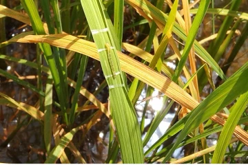 கபில நிற தத்தி நோய் தாக்கம் - விவசாயிகள் பாதிப்பு