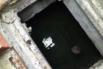 லண்டனில் குளத்தில் மிதந்த நாயின் சடலம்!