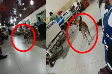 யாழ் வைத்தியசாலையில் பலரையும் வியக்க வைத்த ஐந்தறிவு ஜீவன் பாசம்!