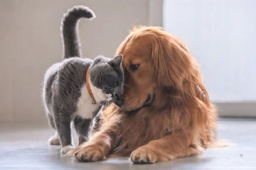 அடடே... செல்ல பிராணிகளுக்கு டேட்டிங் ஆப்-ஆ! மாஸ் காட்டும் காவல்துறை