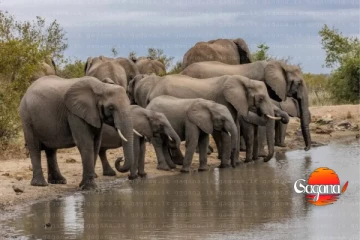 හම්බන්තොට දිස්ත්‍රික්කයේ වනඅලි පලවා හැරීමේ මෙහෙයුමක්