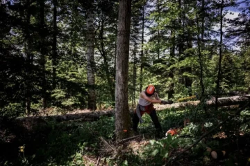 2025ஆம் ஆண்டில் பிரான்சில் எந்தெந்த துறைகளில் வேலைவாய்ப்பு உள்ளது?