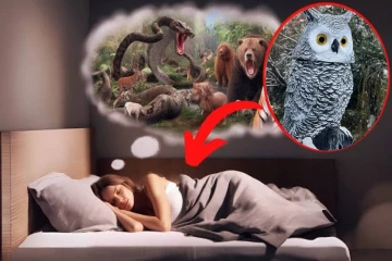 உங்கள் கனவில் இந்த 5 விலங்குகளைக் கண்டால் இது நடந்தே தீரும் - சொப்பன சாஸ்திரம்