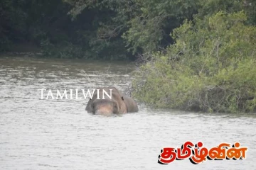 காயங்களுடன் நடமாடித் திரியும் யானை