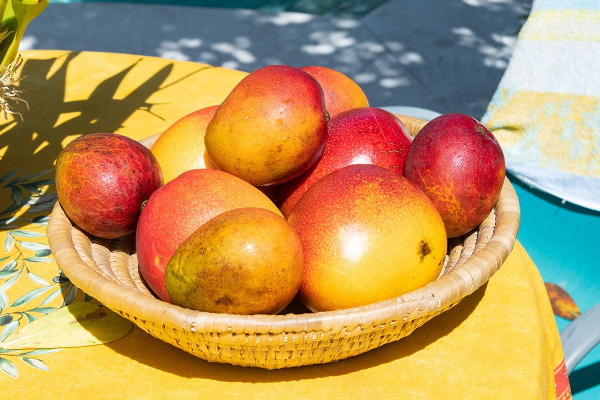 நீரிழிவு நோயாளி மாம்பழம் சாப்பிடலாமா? அதிகம் சாப்பிட்டால் இவ்வளவு பக்கவிளைவுகள் ஏற்படுமா? | Side Effects Of Mangoes