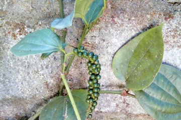 இலங்கையில் மிளகுக்கு இப்படி ஒரு நிலை! அடுத்து என்ன நடக்கும்?