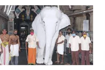 கோவிலில் உலா வந்த வெள்ளை யானை - திருச்செந்தூரில் நெகிழ்ந்த பக்தர்கள்!