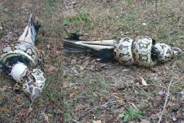 மலைப்பாம்பிடம் சிக்கிய மயிலின் கதி | Fate Of A Peacock Caught In The Prey Of A Python