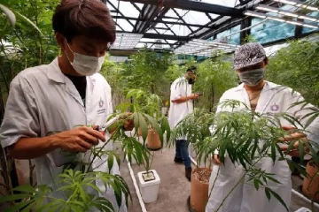 கஞ்சாவுக்கு அனுமதி! ஆசியாவிலேயே முதல் நாடானது தாய்லாந்து