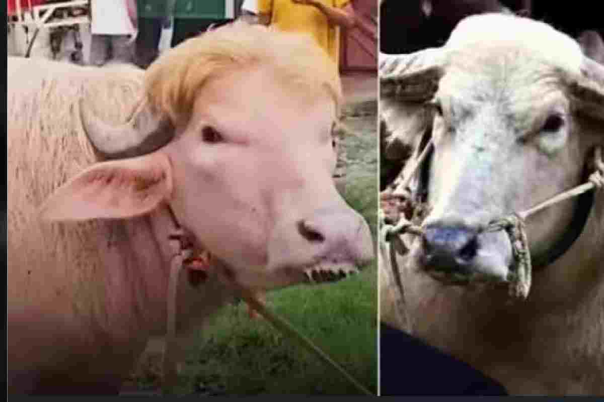 ஜனாதிபதி ட்ரம்ப் தோற்றத்தில் எருமை : ஈர்க்கப்படும் மக்களின் கவனம் | Us President Trump Looks Like A Buffalo