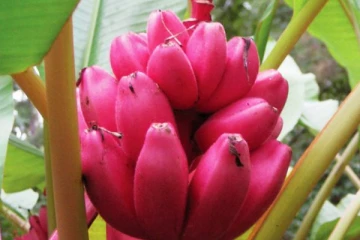 சுவையும் ஆரோக்கியமும் அதிகம் உள்ள செவ்வாழை